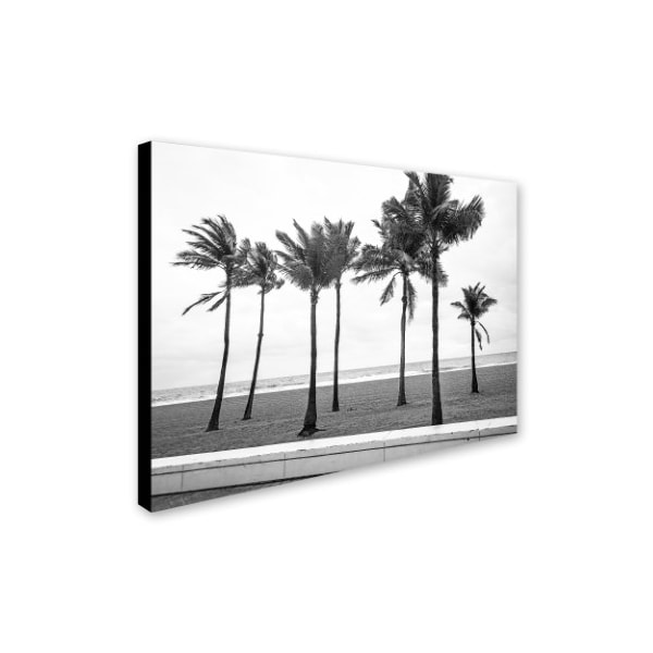 Preston 'Florida BW Beach Palms' Canvas Art,24x32